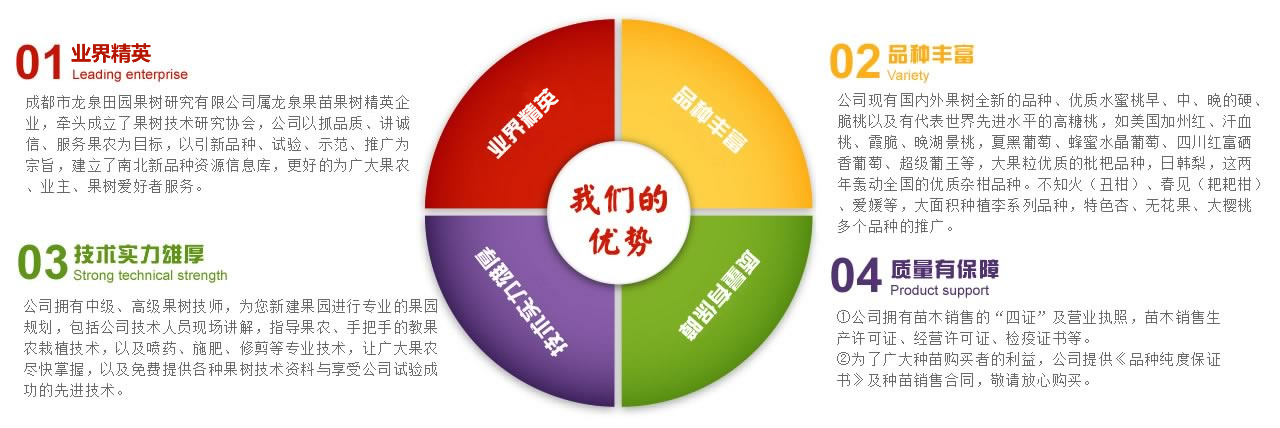 五月脆李子苗